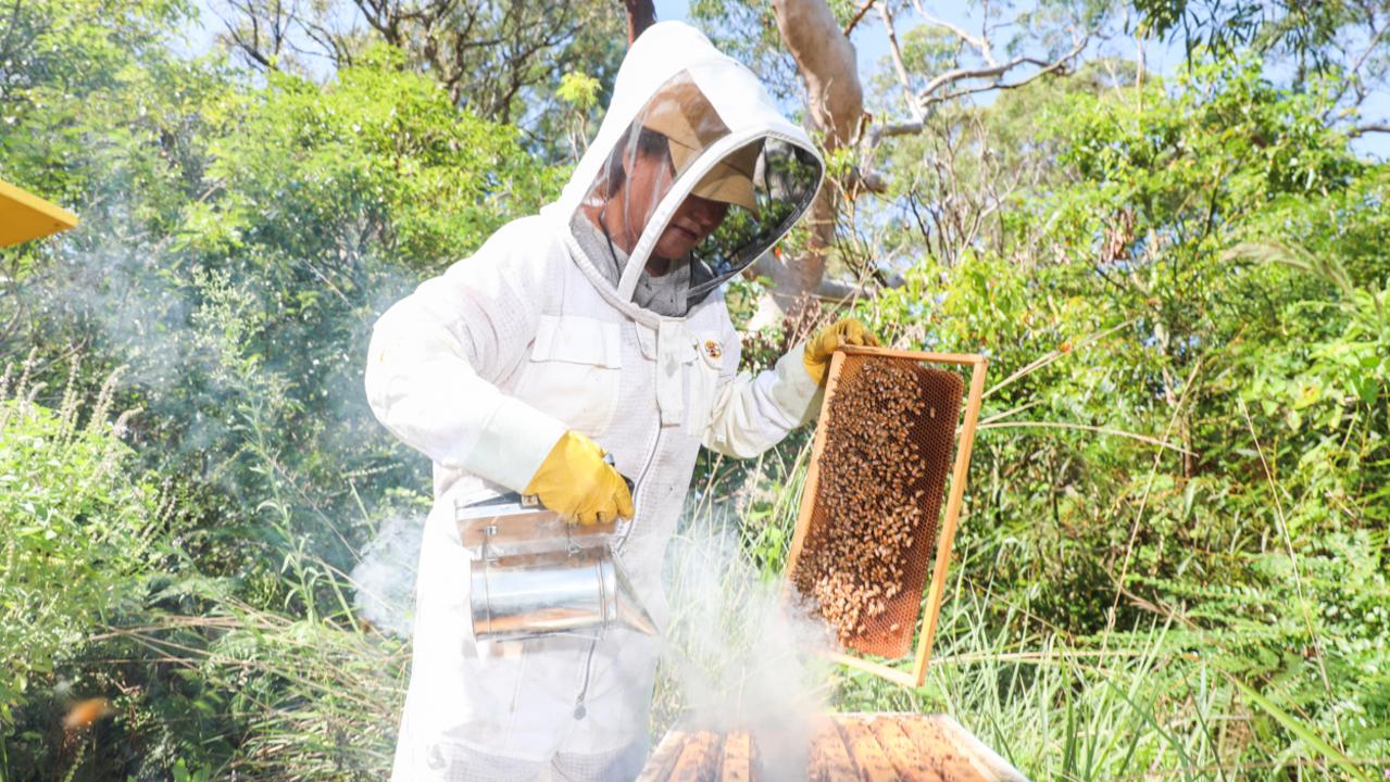 A beekeeper uses smoke to calm the bees while she harvests their honey. Picture: Renee Nowytarger