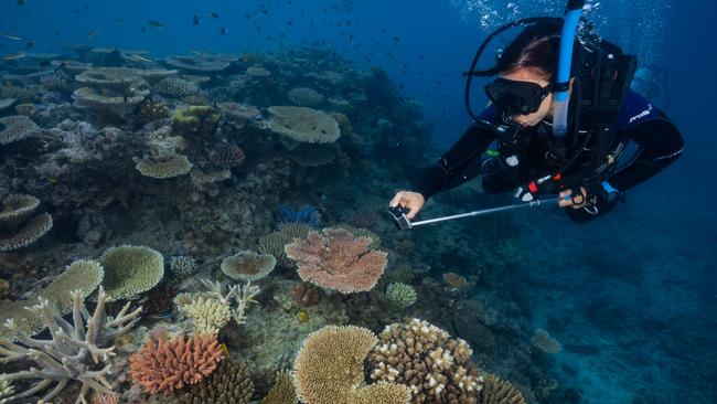 Dr Jodie Rummer completed 15 dives to 13 reefs on the Great Barrier Reef earlier this month to collect data about the yearly coral spawning. Photo: Brad Fisher-Thompson.