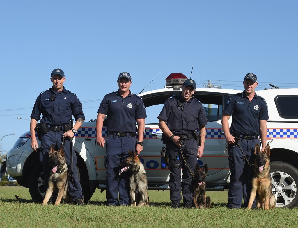 Police dogs in training | The Courier Mail