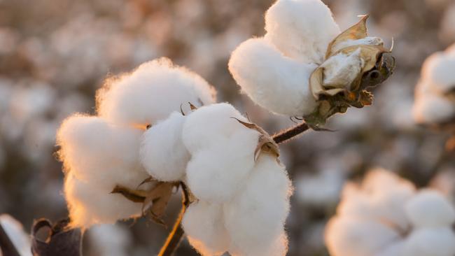 Hancock Agricultural Investment Group is selling the prized Kalanga cotton farm near Goondiwindi in southern Queensland.