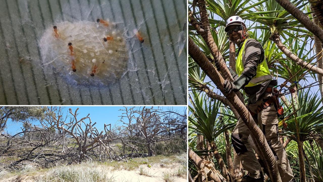 Joel Fostin is a pioneer in the use of native wasps as a natural biocontrol to prevent pandanus dieback.