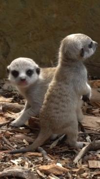 Baby meerkats at Melbourne Zoo