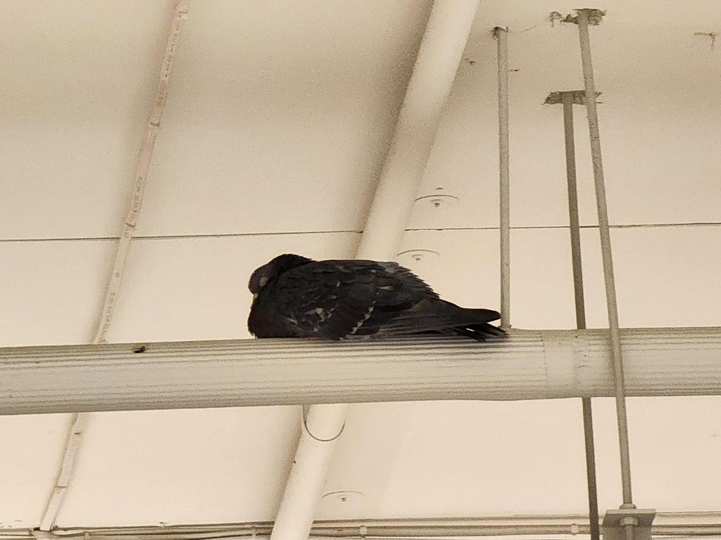 Snaps showed pigeons in the rafters. Picture: Facebook