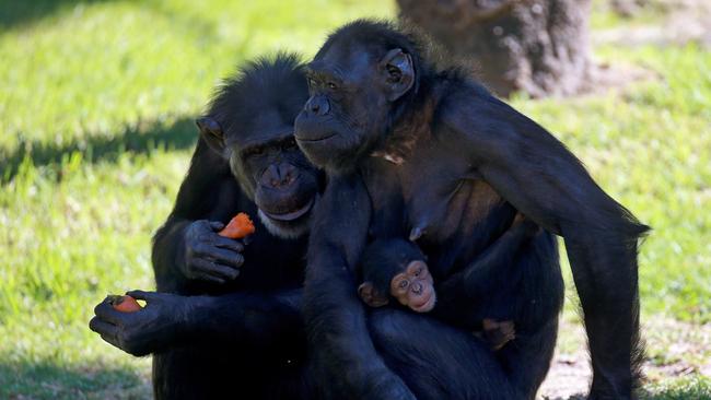 Chimps inside their enclosure at the zoo. Picture: Toby Zerna