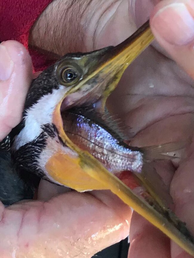 A darter rescued by Rowley Goonan has its first meal after nine days following fishing line wired around its mouth. Picture: Wild Birds Rescues Gold Coast