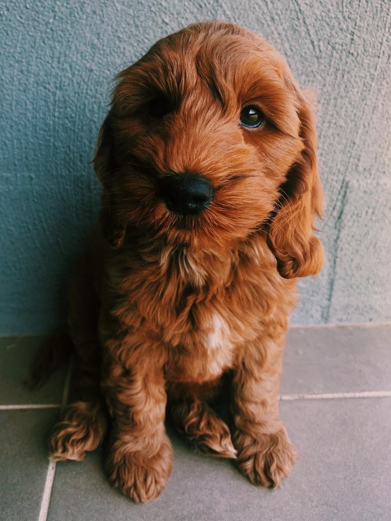 Agnes Bear the Spoodle puppy. Picture: Isabelle Morzone