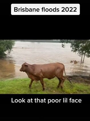 A video emerged of cows swimming through floodwaters. Picture: TikTok @avocardo01