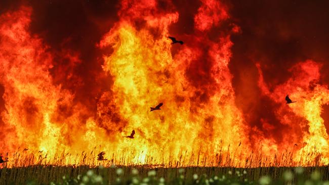 Emergency Services and Landholders struggle with a large Gamba Grass fire that jumped containment lines and hit a Mango plantation in Humpty Doo Picture GLENN CAMPBELL