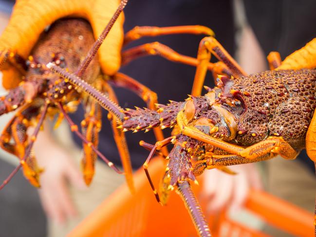 Stanley Wharf, Tasmania. Crayfish/southern rock lobsterPicture: Tourism Tasmania/ Rob BurnettSusan Bugg Sunday Escape