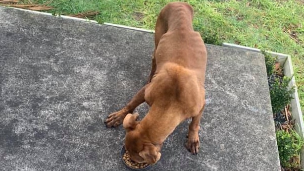 A starving dog was found rummaging through a front yard in Seaford.