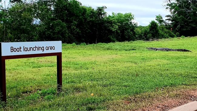 The 4m saltwater crocodile on the grass near the South Alligator River boat ramp carpark. Picture: Dayne Kopp