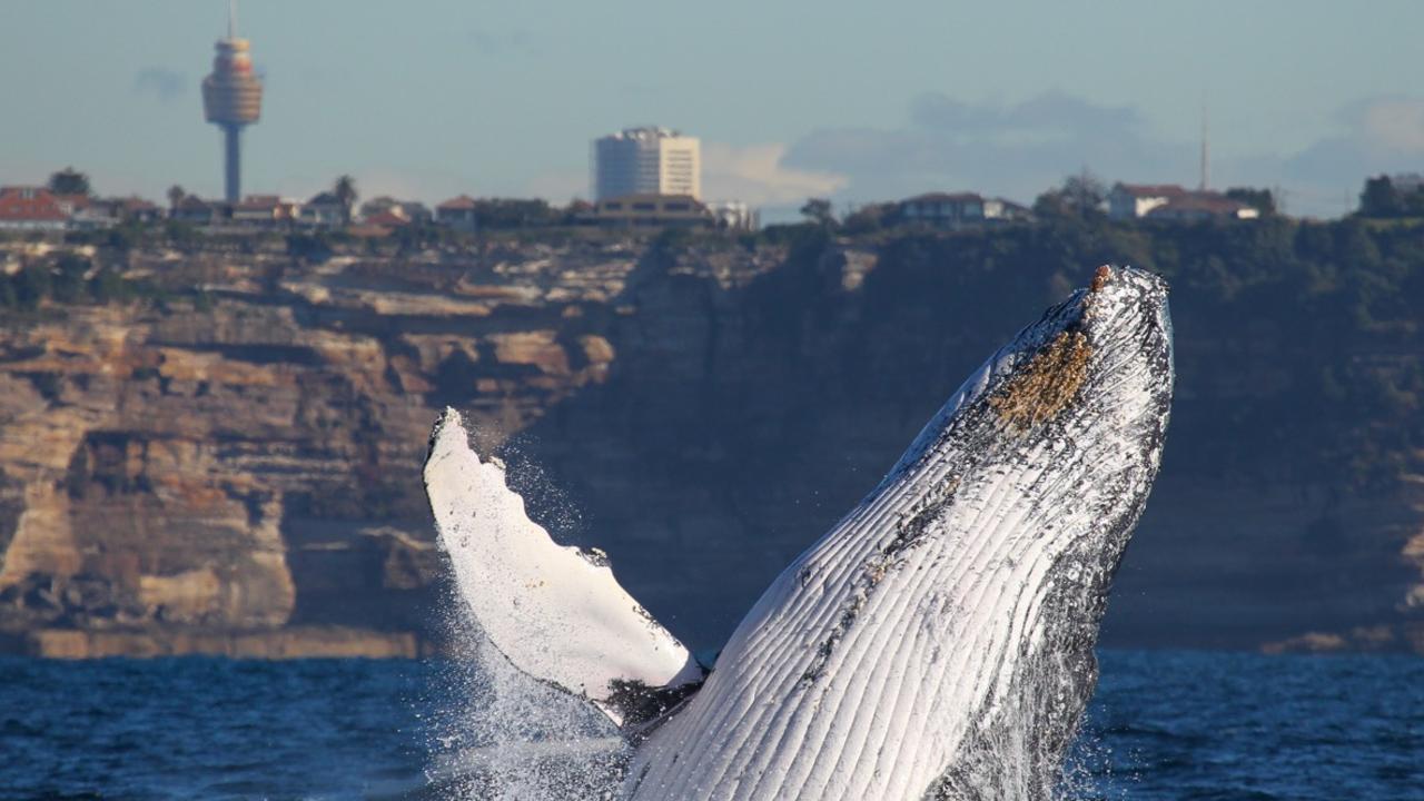 Whale Watching Sydney: Jonas Liebschner’s whale pictures near the