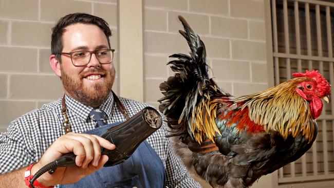 Jack Murphy prepares his Wyandotte Cockerel for judging in the poultry competition. Picture: Toby Zerna