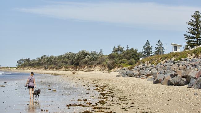 A lady walks her whippet along Stockton beach which is suffering severe erosion problems.