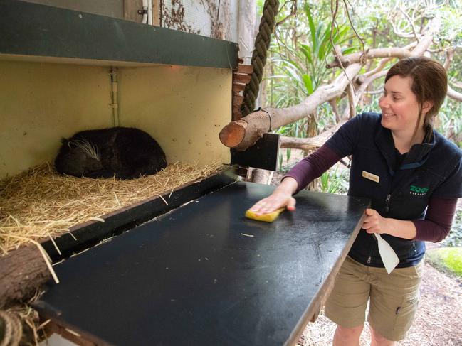 Melbourne Zoo keeper Georgie Greig cleans the enclosure of a Binturong called Gangsa. Picture: Jason Edwards