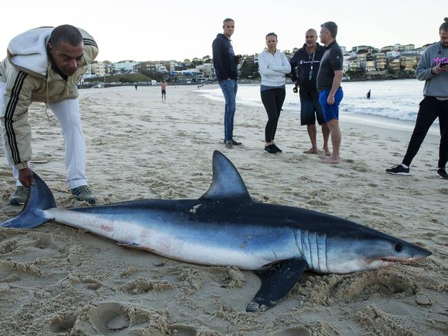 Bondi shark: Mako washes up on sand at Bondi Beach | The Advertiser