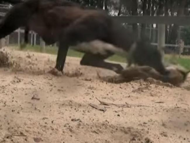 Screen grab from Four Corners special investigation into live Greyhound baiting. Source: ABC