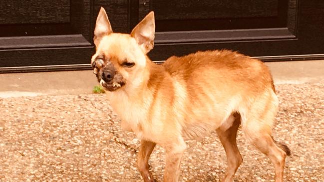 The dog was found wandering in Bentley Park.