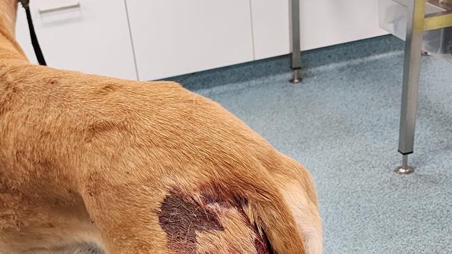 JJ the pet greyhound was attacked and suffered deep bites from two aggressive canines while being walked at the Barron Gorge above Lake Placid on March 10, 2023. Picture: Supplied