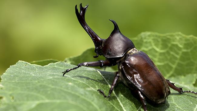 The rhinoceros beetle uses its hooked horn to fight off competitors.