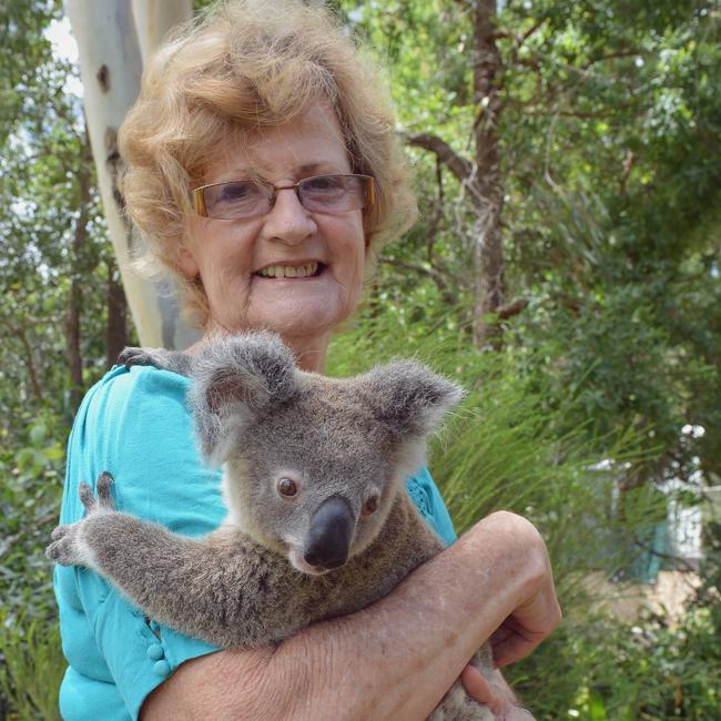 Karl the juvenile joey Koala being nursed by Paula Rowlands of Glastonbury. Photo: Greg Miller / Gympie Times