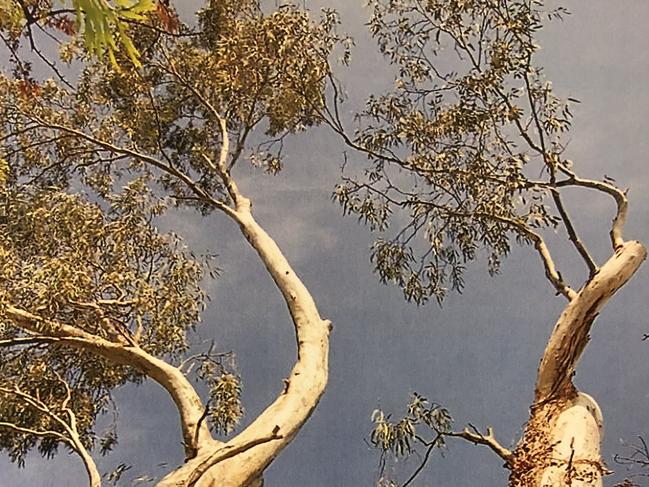 Two trees at 28 Commercial Rd, Hyde Park, shortly after being pruned inNovember 2015. Source: ERD Court