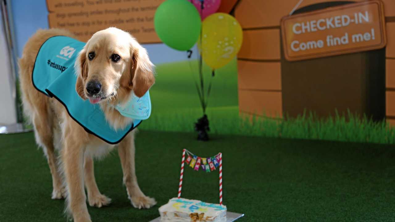 Therapy dog store training gold coast