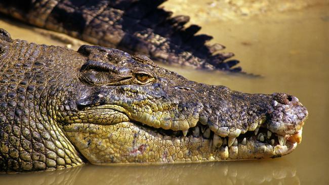 Despite anecdotal claims that croc numbers have exploded, a 2021 study found the population had grown by 2.2 per cent since 2018 but mostly had plateaued since recovery from hunting. Picture: Supplied