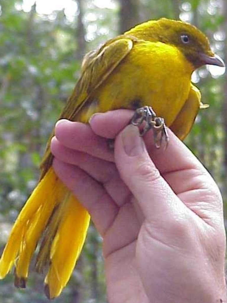 The endangered golden bowerbird is one of the bird species featured on the Songs of Disappearance album. Picture: TCP News