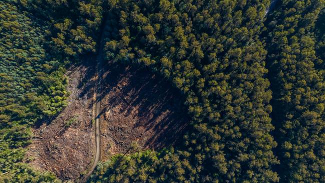 The anti-logging protester allegedly warned police he would reoffend after a trespass charge last month, and he returned to Styx forest (pictured) did just that. Picture: Wilderness Society Tasmania