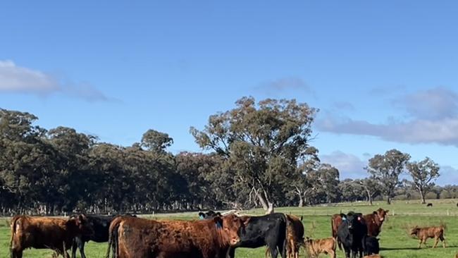 Karn Station near Benalla, uses genomics to pick out its genetically superior heifers, and then breeds from them.