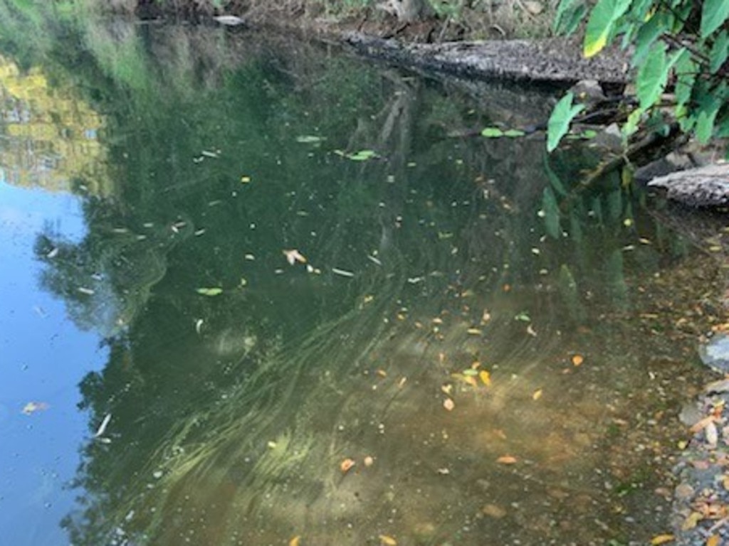 Blue-green algae poses a significant threat to public health.