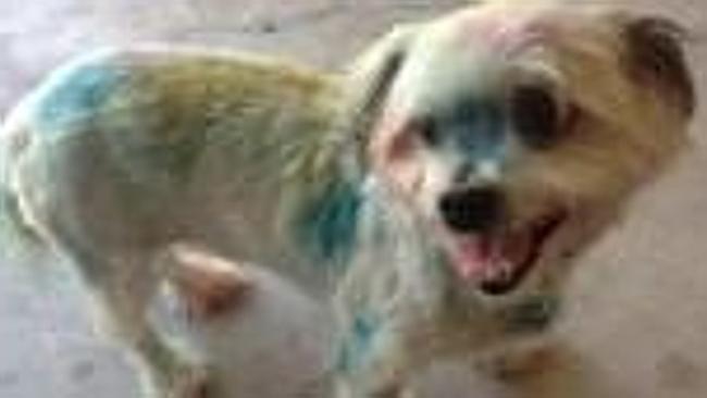 Booboo the dog was found a little more colourful than when he left home. Pic: Urban Disturbance