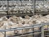 ‘Bag lamb’ trade alive again