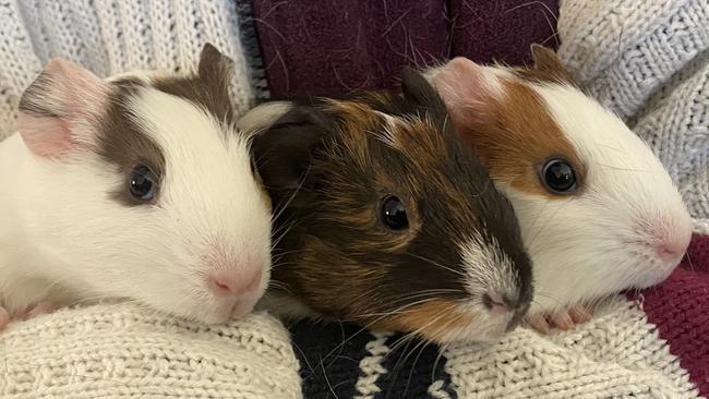 A group of young female guinea pigs that were successfully rehomed in Queensland after being released from an unnamed research institution in another state. Picture: Liberty Foundation Australia