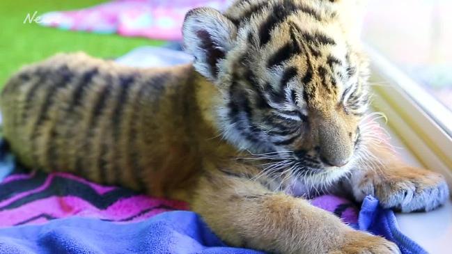 Dreamworld Tiger cubs