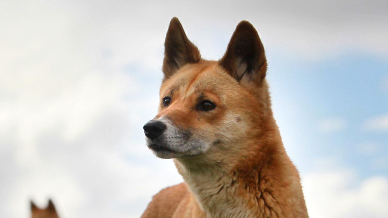 are dingoes a pest