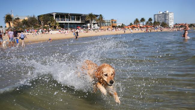 Bella the ball mad Golden Retriever on St Kilda Beach. Picture: Nicole Cleary