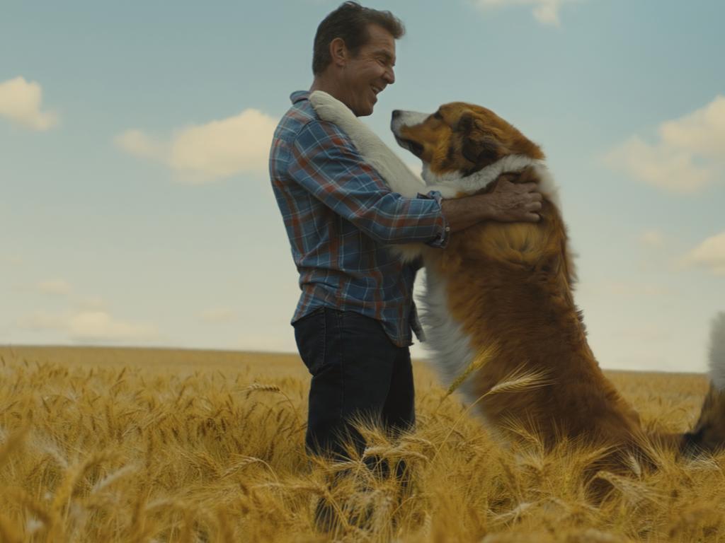 Dennis Quaid in A Dog’s Journey.