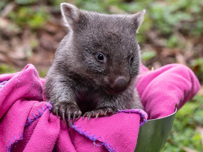 Meet Zoodoo zoo's newest addition – wombat joey Myrtle. Picture: Brett Guy.