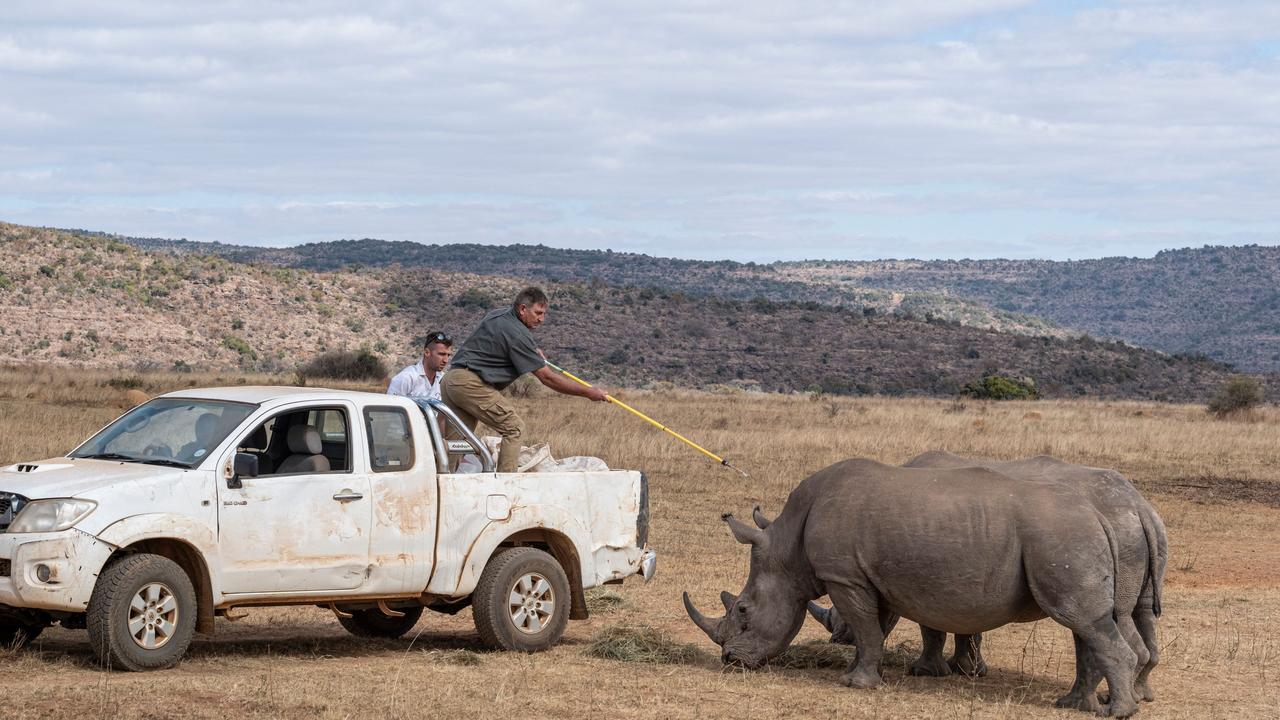 A member of the team prepares to sedate a rhinoceros to be able to inject the radioactive material into it horns. Picture: AFP