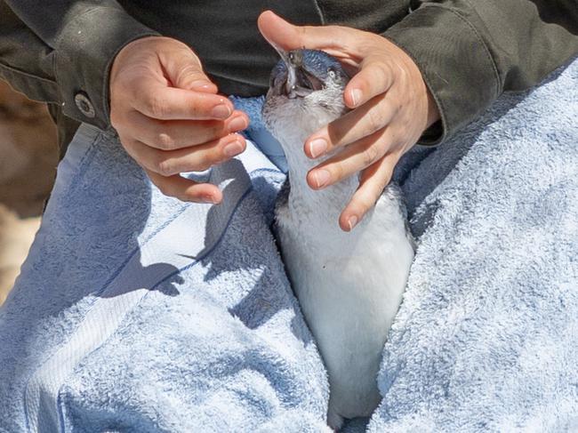 Silver was taken to the Phillip Island Wildlife Rehabilitation Centre, where she was cared for before she was released back into the wild. Picture: Supplied