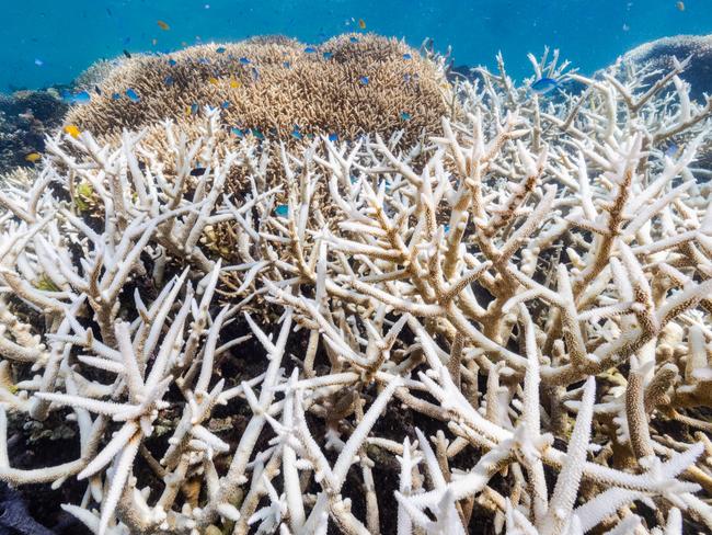 The Great Barrier Reef has experienced six mass coral bleaching events in 2022, 2020, 2017, 2016, 2002 and 1998. Reef scientists are currently reporting water temps 4 degrees above average in places for this time of year. Picture: Harriet Spark