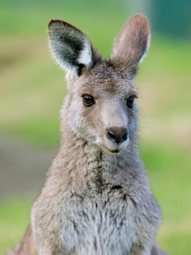 Police will allege the man tied the kangaroo to the back of his car. File image. Picture: Angelo Velardo