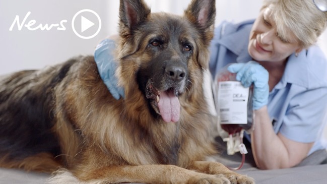 Donate with a Mate — A world-first human and canine blood donation service