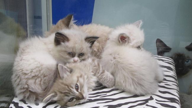 Several cats huddle together inside an enclosure at Carrum Downs' Passion for Pets shop. Picture: Frankston Council