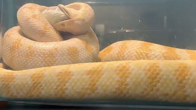 A shot from the video of Anthony Mather's albino python eating a rat. His snake has been missing for months.