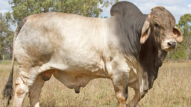 Nicneil Sugar Daddy is the second highest-priced bull sold so far this calendar year. Picture: Supplied