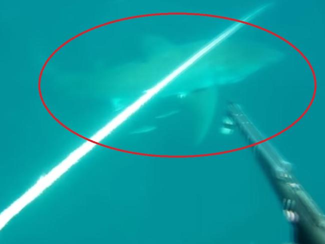 Murky waters ... Grayson Shepard was spear fishing when a shark swam by him. Picture: YouTube/grayshep