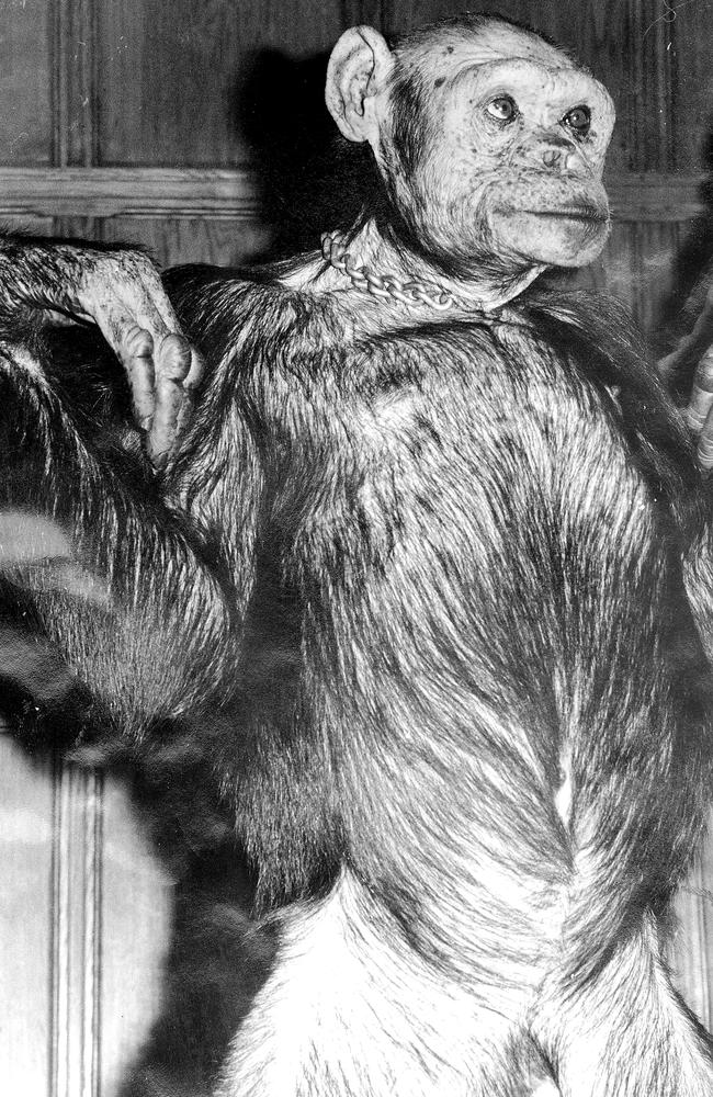 Human-chimp hybrid: ‘Humanzee’ reportedly born in lab 100 years ago